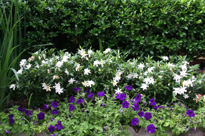 The garden clinic